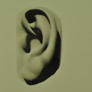 Michelangelo's Ear Study by Rosie Brouse Fine Art
