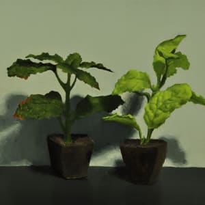 Mint plants Study by Rosie Brouse Fine Art