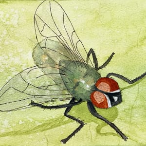 Red Eye Flight (Common Green Bottle Fly) by Shelley Crouch