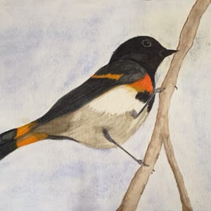 Redstart Headstart      (American Redstart) by Shelley Crouch