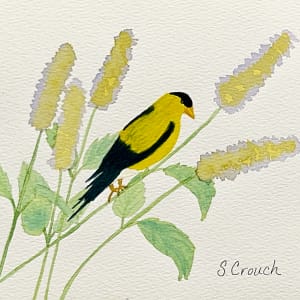 Gold Rush (Goldfinch) by Shelley Crouch 
