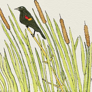 Redwing blackbird in the cattails by Shelley Crouch