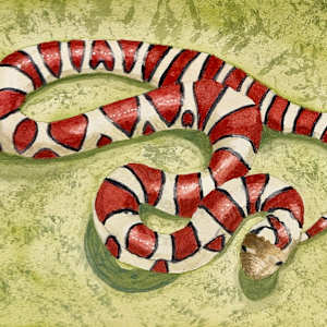 Got Milk? (Eastern Milksnake) by Shelley Crouch 