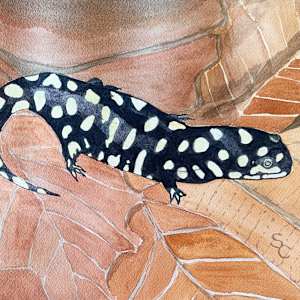Slick as a Salamander by Shelley Crouch 