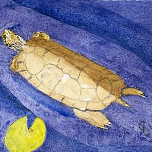 Turtle Cartography by Shelley Crouch