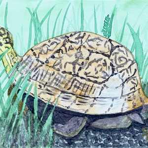 Box Seat by Shelley Crouch