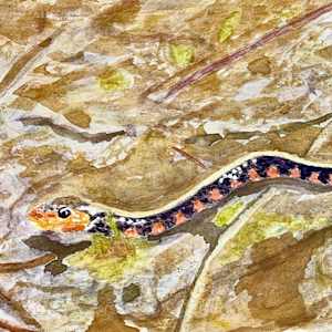 Swimming in the Sun by Shelley Crouch