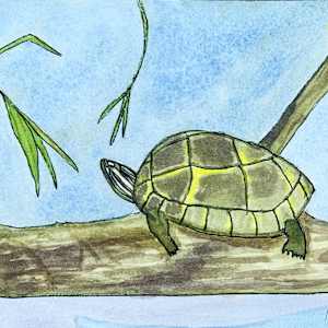 Turtle by Shelley Crouch