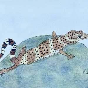 Texas banded gecko by Shelley Crouch