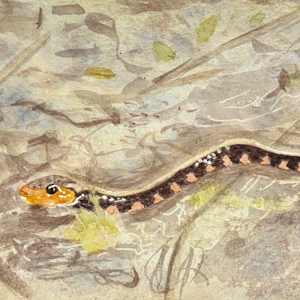 Swimming in the Sun by Shelley Crouch 