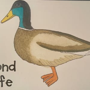 Pond Life by Shelley Crouch