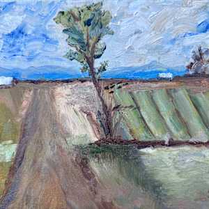 The Witness of a Tree by Shelley Crouch