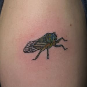 Noisy Neighbor (Annual Cicada) by Shelley Crouch 