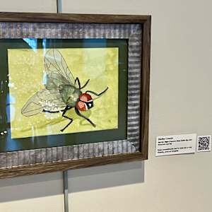 Red Eye Flight (Common Green Bottle Fly) by Shelley Crouch 