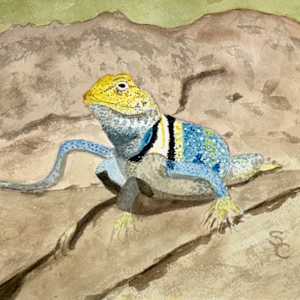 Desert Jewel by Shelley Crouch 