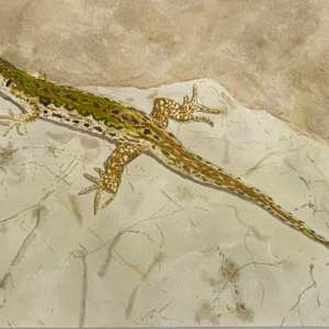 Rock Dweller by Shelley Crouch 