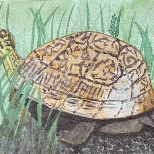 Box Seat by Shelley Crouch 