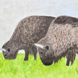 Buffalo Bros by Shelley Crouch, Image 1.