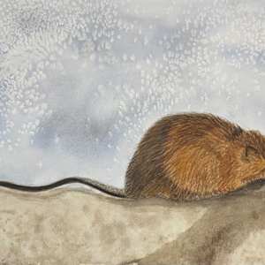 Muskrat Fever by Shelley Crouch, Image 1.