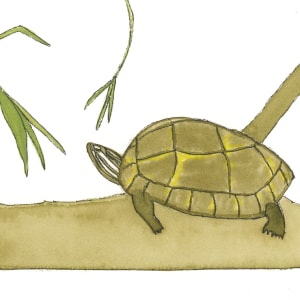 Turtle by Shelley Crouch