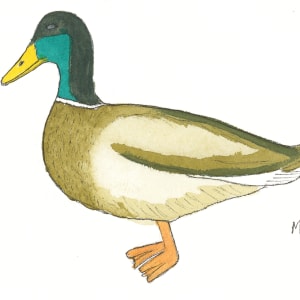 Mallard Duck by Shelley Crouch
