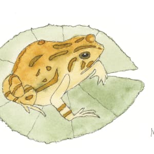 American toad on a lily pad by Shelley Crouch