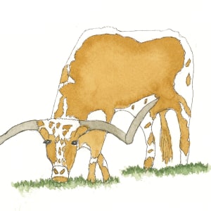 Longhorn steer by Shelley Crouch