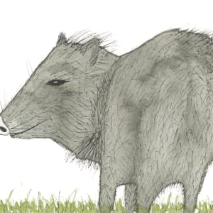 Javalina by Shelley Crouch