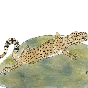 Texas banded gecko by Shelley Crouch 