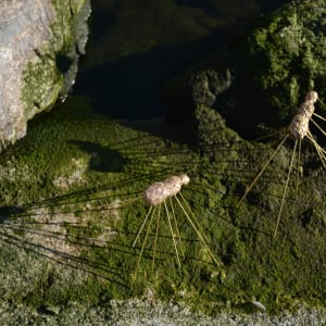 Three giant ants by Gerhard Petzl  Image: Strolling around outdoors