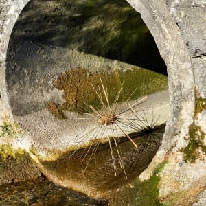 Three giant ants by Gerhard Petzl  Image: Giant ant leaving a water tube