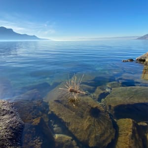 Three giant ants by Gerhard Petzl  Image: Giant ant exploring Lake Geneva