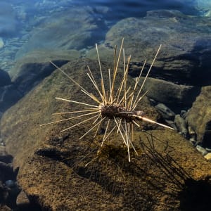 Three giant ants by Gerhard Petzl  Image: Giant ant exploring water temperature of Lake Geneva