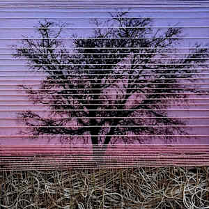 Sunset With Tree by Irmgard Geul, Image 1.