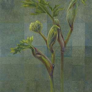 Angelica: Healing (Angelica atropurpurea) by Margaret Saylor, Image 2.