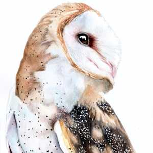 Whoo's There? - Barn Owl Portrait by Polla Posavec