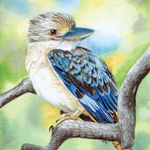 Blue Winged Kookaburra by Polla Posavec 