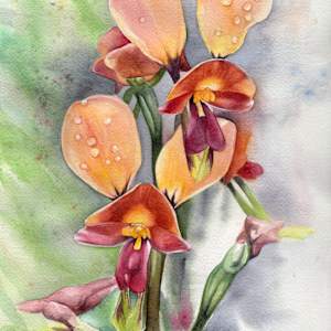 Donkey Orchids in the Rain by Polla Posavec