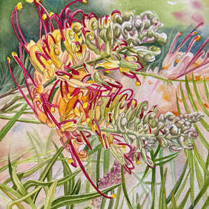 Grevillea Twist by Polla Posavec