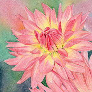 In Full Bloom (dahlia) by Polla Posavec