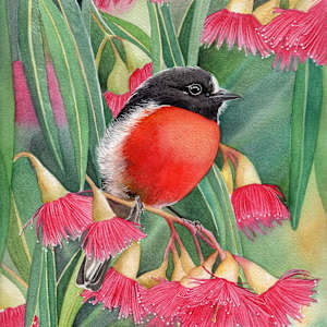 Scarlet Robin & Pink Flowering Gum by Polla Posavec