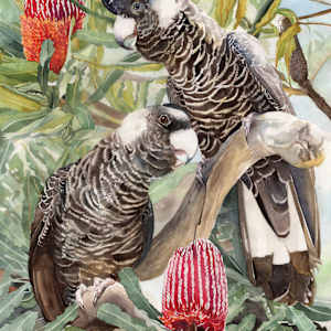 Serenade in the Banskia (Carnaby's Cockatoos) by Polla Posavec