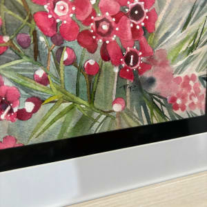 Shining Bronze Cuckoo in the Geraldton Wax by Polla Posavec 