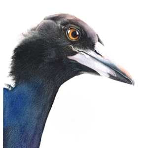 The Watcher - Magpie Portrait by Polla Posavec