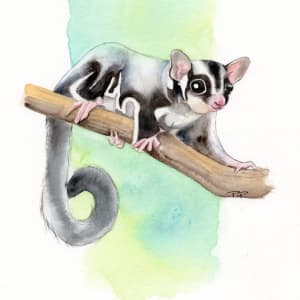 Sugar Glider (mini) by Polla Posavec