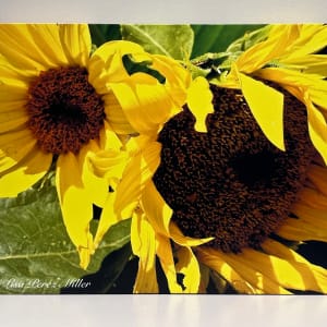 Kansas Sunflowers by Lisa Perez-Miller