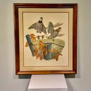 "Bobwhite" a member of the quail bird family - Richard Sloan Limited Edition Print: 1 of 6 - Donated by Paul and Kim Attwater by Richard Sloan