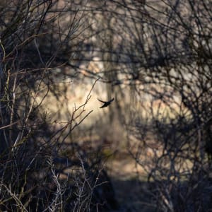 01 by Predrag Dubravcic