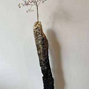 Confirmations Of Fortitude by Rachel Joyce, Image 3.