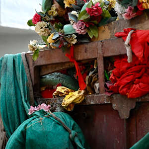 Sentients by Louise O